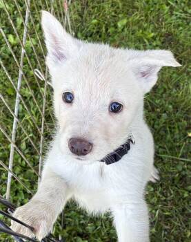 Forest -  White German Shepherd and Husky Dog for Adoption in Danville, Vermont - Forest | PetCurious