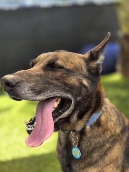 German Shepherd Dog and Belgian Shepherd Malinois Dogs Available for Adoption in Pompano Beach, Florida - Max 3163 | PetCurious