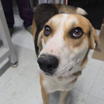 Bagel -  Black And Tan Coonhound Dog for Adoption in Marble, North Carolina - Bagel | PetCurious