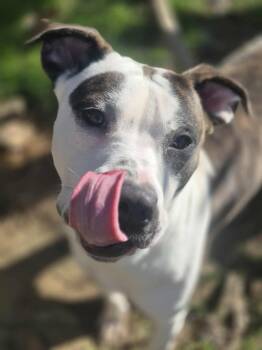 Rescue Pit Bull Terrier Dogs for Adoption in Dover, Arkansas - Holly | PetCurious