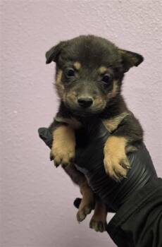 61621419 -  Shepherd and Mixed Breed Dog for Adoption in El Paso, Texas - 61621419 | PetCurious