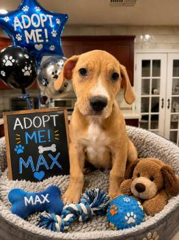 Max -  Beagle Dog for Adoption in San Tan Valley, Arizona - Max | PetCurious