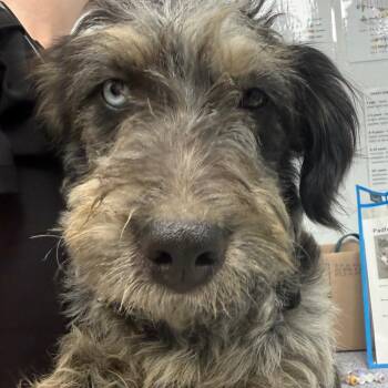 Marble -  Schnauzer and Poodle Dog for Adoption in Abilene, Texas - Marble | PetCurious