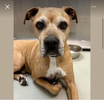 Carney -  Labrador Retriever and Terrier Dog for Adoption in Spring Hill, Kansas - Carney | PetCurious
