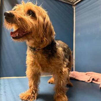 Dachshund Dogs Available for Adoption in Yuma, Arizona - JP | PetCurious