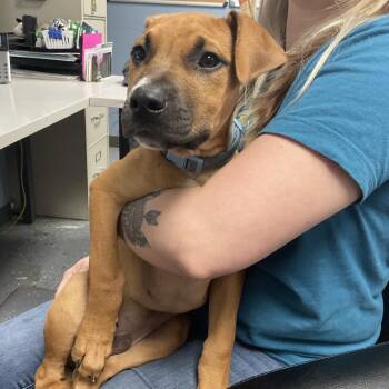 Mixed Breed Dogs Available for Adoption in Saint Joseph, Missouri - Victor | PetCurious