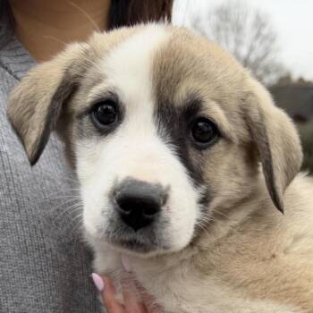 Great Pyrenees Dogs Available for Adoption - Chicago | PetCurious