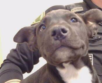 AUGUST -  Pit Bull Terrier and Mixed Breed Dog for Adoption in Sacramento, California - AUGUST | PetCurious