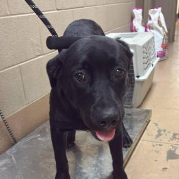 Philly Cheesesteak -  Mixed Breed Dog for Adoption in Gadsden, Alabama - Philly Cheesesteak | PetCurious