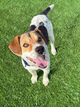Charlie -  Hound and Mixed Breed Dog for Adoption in Evergreen, Colorado - Charlie | PetCurious