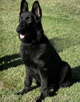 Rescue German Shepherd Dog Dogs for Adoption in Brookfield, Connecticut - Viviana | PetCurious