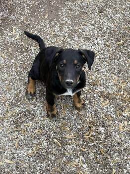 Rescue Siberian Husky and Labrador Retriever Dogs for Adoption in Midway, Utah - Swifty | PetCurious