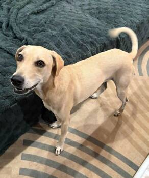 Rescue Whippet and Labrador Retriever Dogs for Adoption in Baton Rouge, Louisiana - Ben *Bonded Pair* | PetCurious