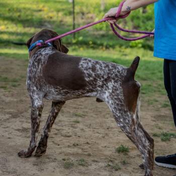 German Shorthaired Pointer Dogs Available for Adoption in Pawling, New York - Peter Pan | PetCurious