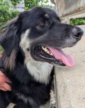 Tony -  Mixed Breed Dog for Adoption in Montreal, Quebec - Tony | PetCurious