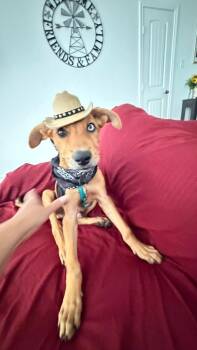 Blue -  Whippet Dog for Adoption in Denver, Colorado - Blue | PetCurious