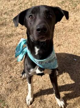 DODGE -  Labrador Retriever and Mixed Breed Dog for Adoption in Tulsa, Oklahoma - DODGE | PetCurious