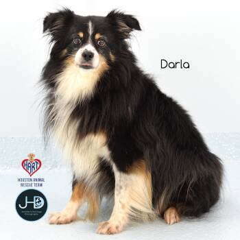 Rescue Affenpinscher Dogs for Adoption - Darla | PetCurious