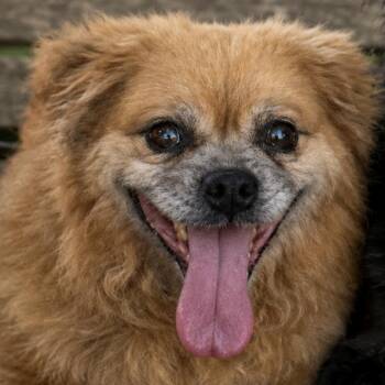 Seymour -  Pomeranian Dog for Adoption in Rockville, Maryland - Seymour | PetCurious