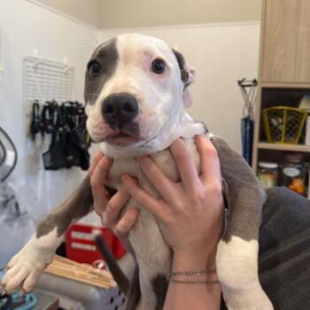 Pit Bull Terrier Dogs Available for Adoption in Louisville, Kentucky - Azalea | PetCurious