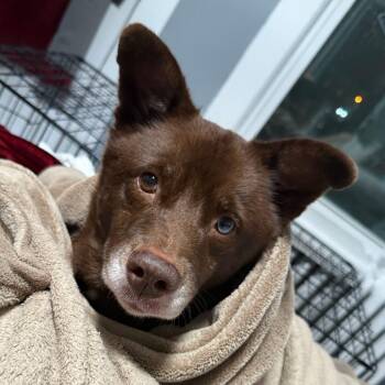 Luna -  Siberian Husky and Labrador Retriever Dog for Adoption in Evansville, Indiana - Luna | PetCurious