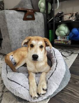 Ernie -  Great Pyrenees and Husky Dog Available for Adoption in Houston, Texas - Ernie | PetCurious