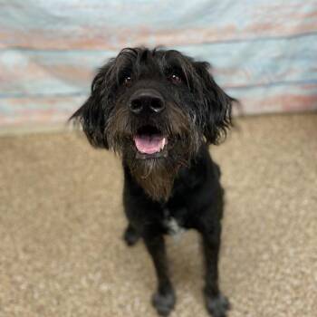 Mixed Breed Dogs Available for Adoption in Cheyenne, Wyoming - Gideon | PetCurious