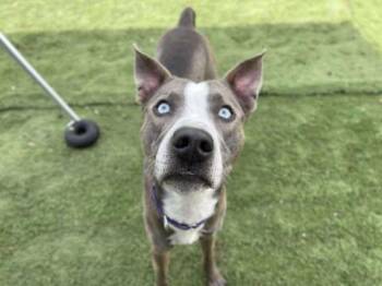 Rescue Catahoula Leopard Dog Dogs for Adoption in Center Point, Texas - Thumper | PetCurious