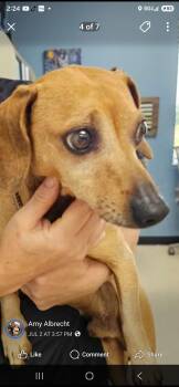 Oscar -  Dachshund Dog for Adoption in Stockbridge, Georgia - Oscar | PetCurious