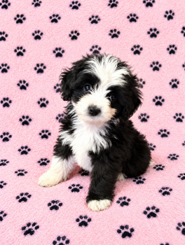 Bliss Blk/white Female -  Aussiedoodle Dog for Sale in Morganton, Georgia - Bliss Blk/white Female | PetCurious