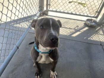 Pit Bull Terrier Dogs Available for Adoption in Jackson, Michigan - Blu | PetCurious