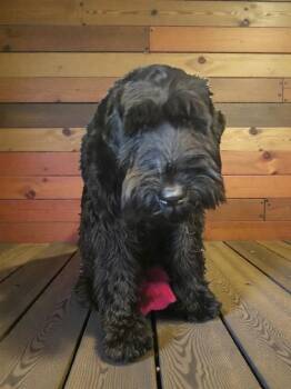 Schnauzer Dogs Available for Adoption - Nova D6164 | PetCurious