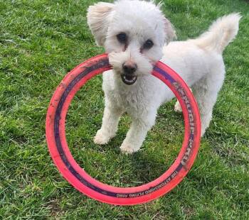 Miniature Poodle Dogs Available for Adoption in Tacoma, Washington - Remy | PetCurious