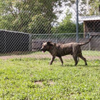 Shepherd and Mixed Breed Dogs Available for Adoption in Springfield, Illinois - Streak | PetCurious