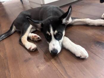 Griffin -  Siberian Husky and Australian Cattle Dog Blue Heeler Dog for Adoption - Griffin | PetCurious