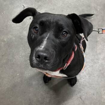 Nora (Nova) -  Terrier Dog for Adoption in Tampa, Florida - Nora (Nova) | PetCurious