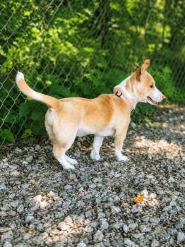 Sandy (F) -  Corgi and Pit Bull Terrier Dog for Adoption in Nashville, Tennessee - Sandy (F) | PetCurious