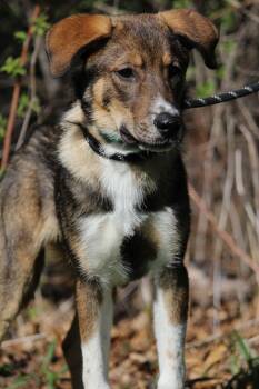 Mixed Breed Dogs Available for Adoption in Portage, Wisconsin - Bilbo Baggins | PetCurious