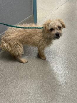 ELTON -  Terrier and Mixed Breed Dog Available for Adoption in Las Vegas, Nevada - ELTON | PetCurious