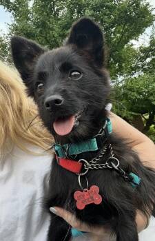Mazie -  Terrier Dog for Adoption in Poplar Grove, Illinois - Mazie | PetCurious