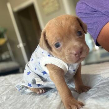 Chance -  Mixed Breed Dog for Adoption in Enterprise, Alabama - Chance | PetCurious