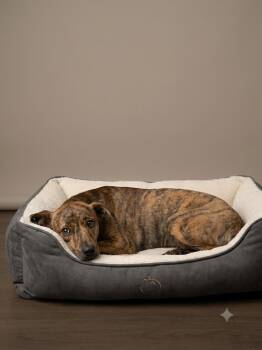 tomato -  Feist Dog for Adoption in Wooster, Ohio - Tomato | PetCurious