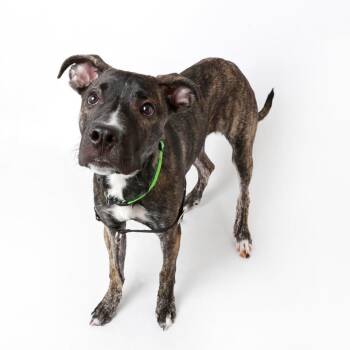 Mixed Breed Dogs Available for Adoption - Rhea | PetCurious