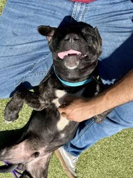 Summertime Happiness -  Mixed Breed Dog for Adoption in Wichita, Kansas - Summertime Happiness | PetCurious