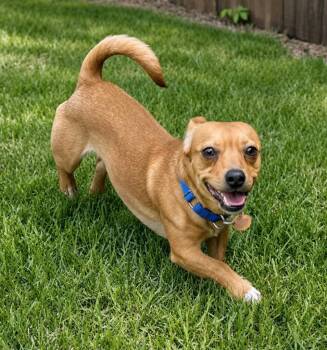 Chihuahua and Corgi Dogs Available for Adoption in Princeton, Massachusetts - Rudi | PetCurious