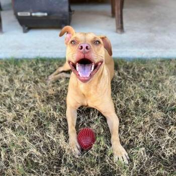 Gracie -  Pit Bull Terrier Dog Available for Adoption - Gracie | PetCurious