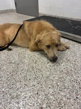 Mr. Fuzzy Wuzzy -  Golden Retriever and Mixed Breed Dog for Adoption in Gastonia, North Carolina - Mr. Fuzzy Wuzzy | PetCurious