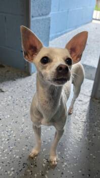 Farrah -  Chihuahua Dog for Adoption in Benson, Arizona - Farrah | PetCurious