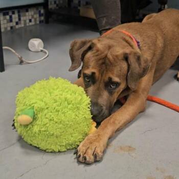 Luther -  Mixed Breed Dog for Adoption in Philadelphia, Pennsylvania - Luther | PetCurious