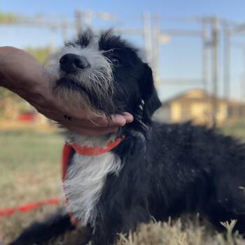 Kenan -  Terrier and Mixed Breed Dog for Adoption in Wimberley, Texas - Kenan | PetCurious